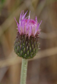 Melancholy Thistle Cirsium heterophyllum